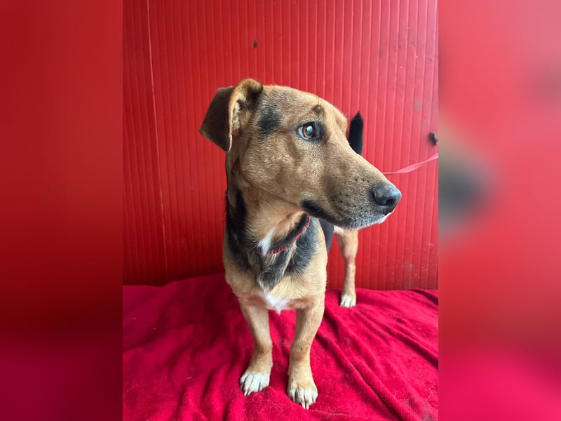Benji, Dackel-Mix, Rüde, geb. am 18.12.2023, 32 cm