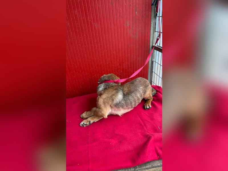 Lenny, Dackel-Mix, Rüde, ca. 1 Jahr, 35 cm