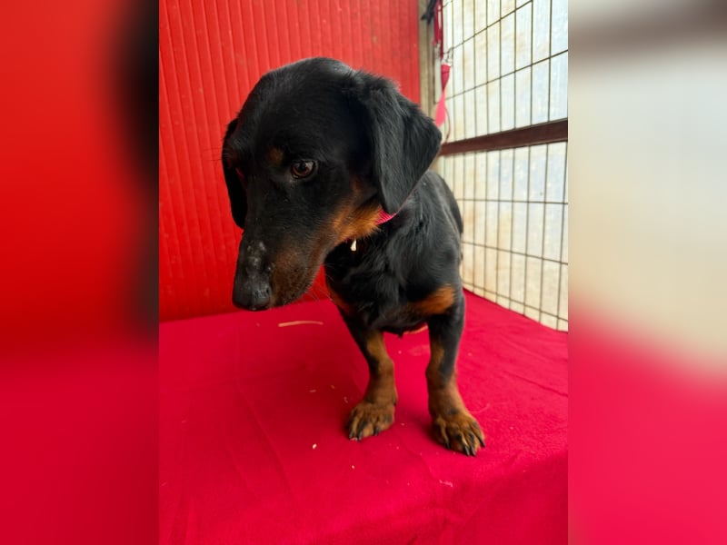 Ludopico, Dackel-Mix, Rüde, geb. am 10.01.2025, 30 cm