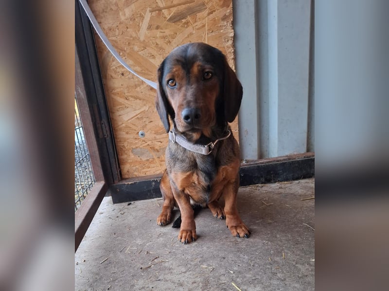 Mia, Dackel-Mix, Hündin, ca. 2,5 Jahre, ca. 30 - 35 cm