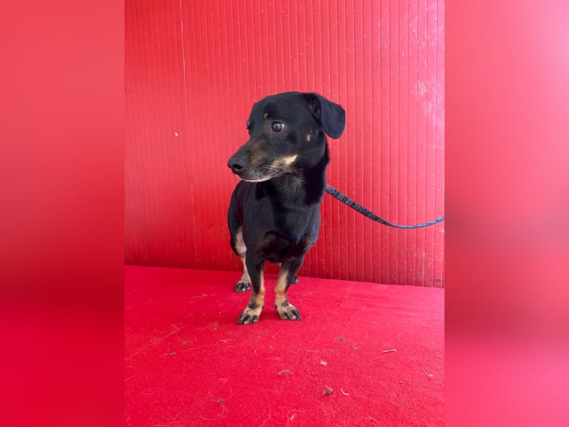 Teddy, Dackel-Mix, Rüde, geb. am 24.05.2019, 30 cm, 9 kg