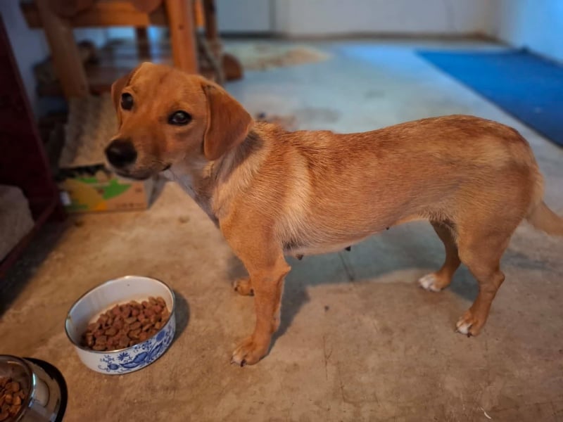 Freya, Dackel-Mix, Hündin, ca. 1,5 Jahre, ca. 30 cm