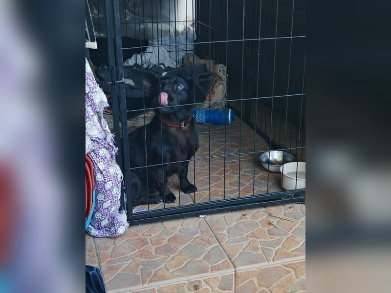 Greta, Dackel-Mix, Hündin, ca. 2 Jahre, ca. 30 cm