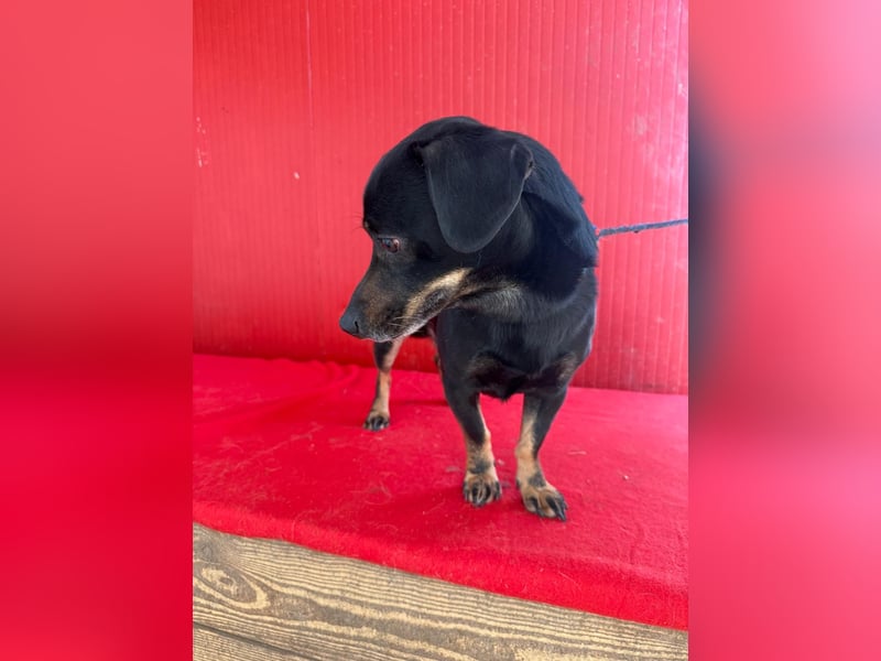 Teddy, Dackel-Mix, Rüde, geb. am 24.05.2019, 30 cm, 9 kg