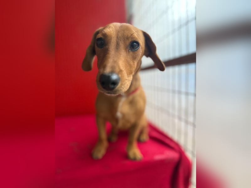 Sani, Dackel-Mix, Hündin, ca. 1 Jahr, ca. 30 cm