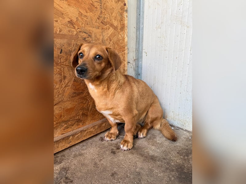 Barbie, Dackel-Mix, Hündin, geb. am 23.12.2023, 30 cm