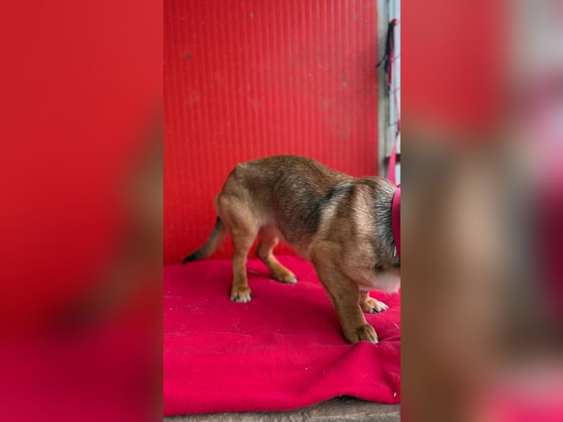 Lenny, Dackel-Mix, Rüde, ca. 1 Jahr, 35 cm