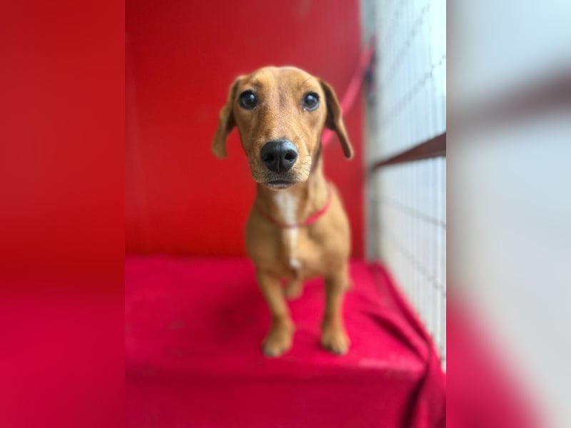 Sani, Dackel-Mix, Hündin, ca. 1 Jahr, ca. 30 cm