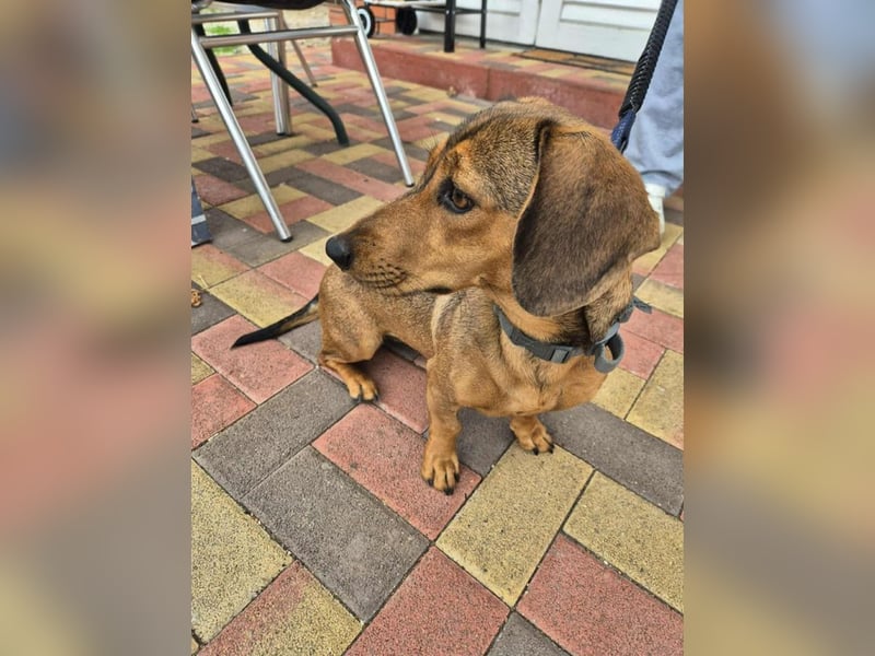 Funny, Dackel-Mix, Hündin, 1,5 Jahre, ca. 30 cm