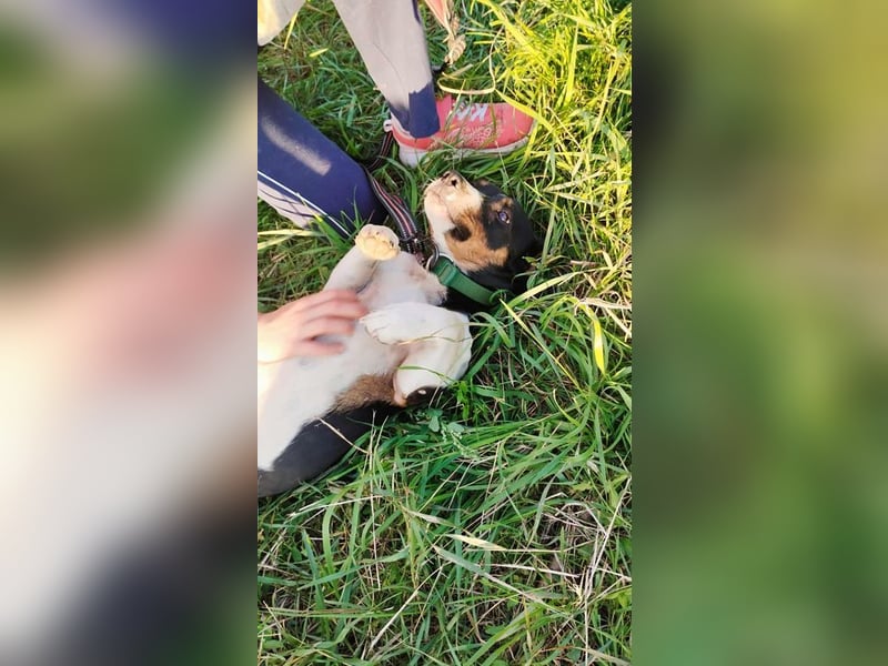 Jojo, Dackel-Mix, Rüde, geb. ca. 08.2024, 30 cm, 10 kg