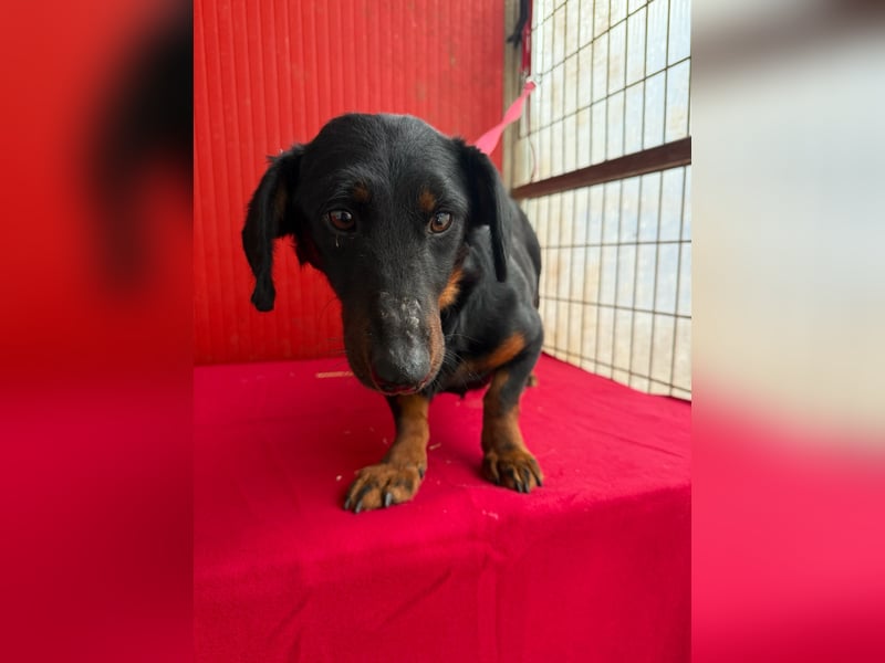 Ludopico, Dackel-Mix, Rüde, geb. am 10.01.2025, 30 cm