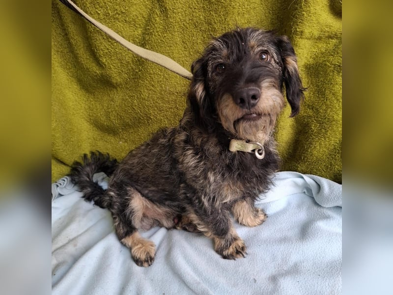 Rudo, Dackel-Mix, Rüde, ca. 1 Jahr, 32 cm, 9 kg