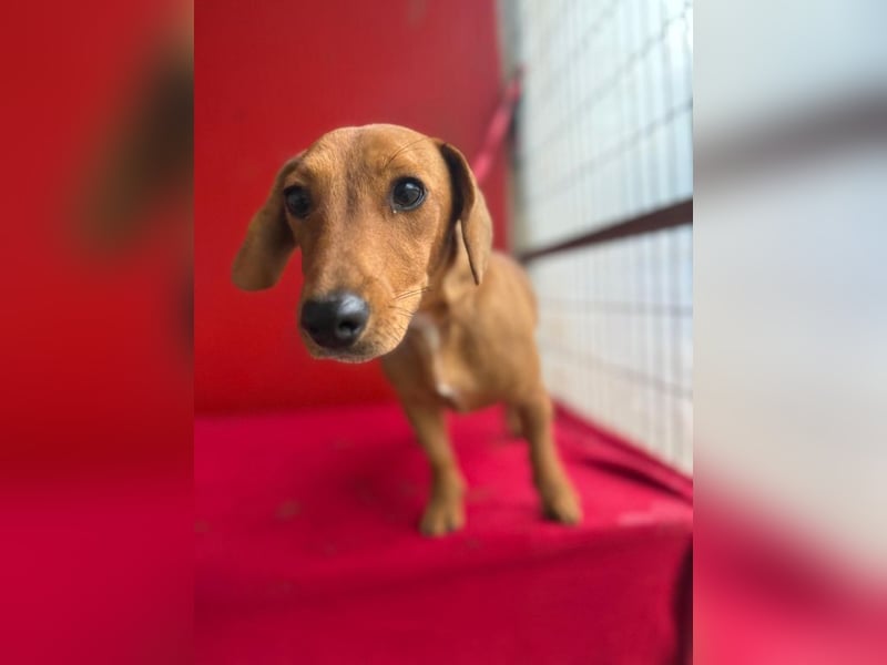 Sani, Dackel-Mix, Hündin, ca. 1 Jahr, ca. 30 cm