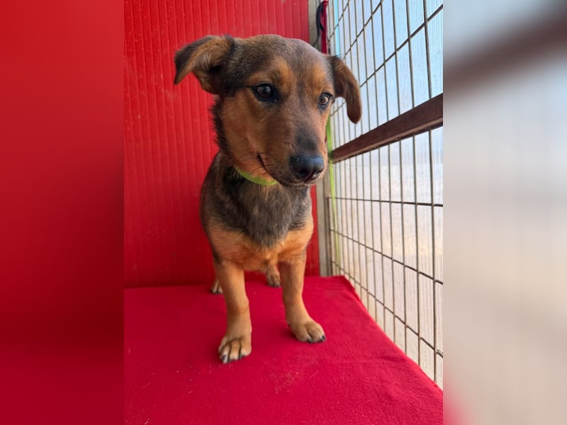 Emma, Dackel-Mix, Hündin, ca. 1 Jahr, 30 cm, 10 kg