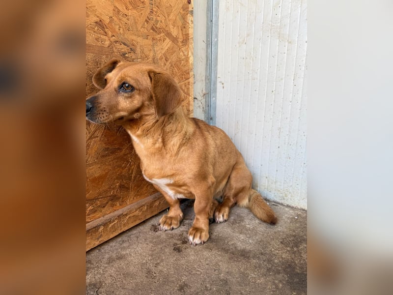 Barbie, Dackel-Mix, Hündin, geb. am 23.12.2023, 30 cm