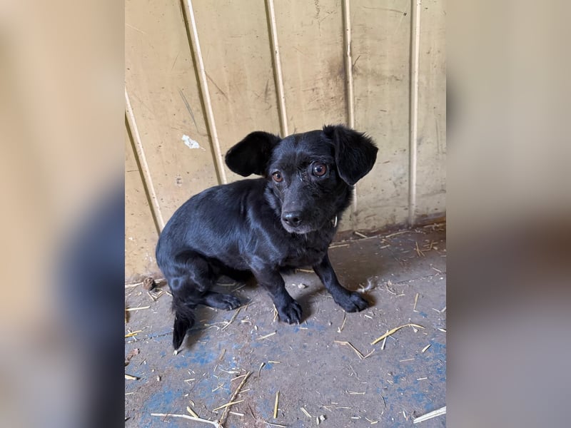 Malna, Dackel-Mix, Hündin, ca. 2 Jahre, ca. 25 cm, 6 kg