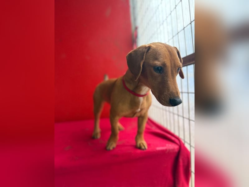 Sani, Dackel-Mix, Hündin, ca. 1 Jahr, ca. 30 cm