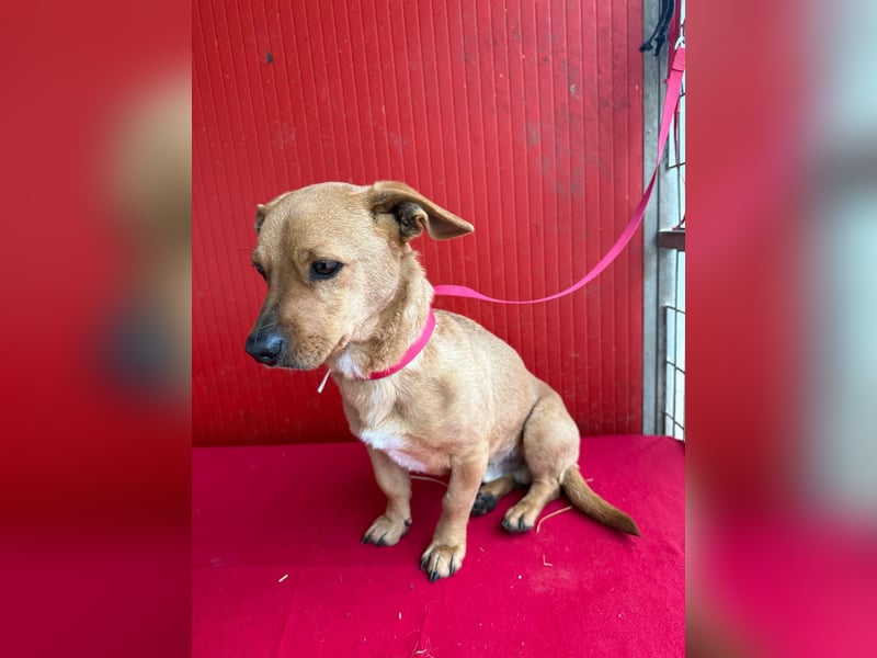 Fritz, Dackel-Mix, Rüde, geb. am 01.12.2021, 30 cm