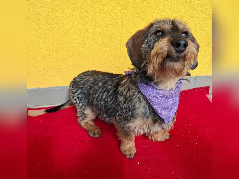 Morris, Dackel-Mix, Rüde, ca. 1 Jahr, 34 cm, 12 kg