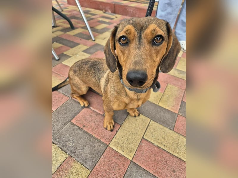 Funny, Dackel-Mix, Hündin, 1,5 Jahre, ca. 30 cm