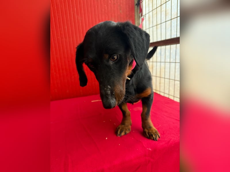 Ludopico, Dackel-Mix, Rüde, geb. am 10.01.2025, 30 cm