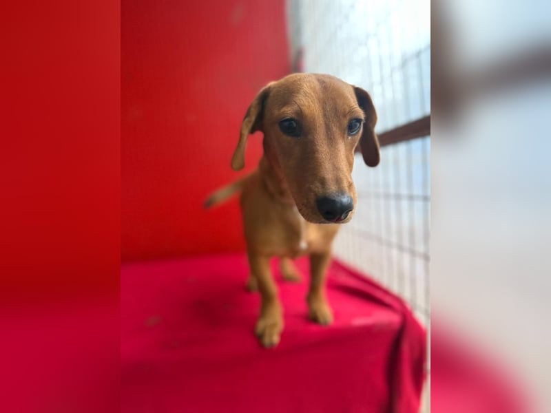 Sani, Dackel-Mix, Hündin, ca. 1 Jahr, ca. 30 cm