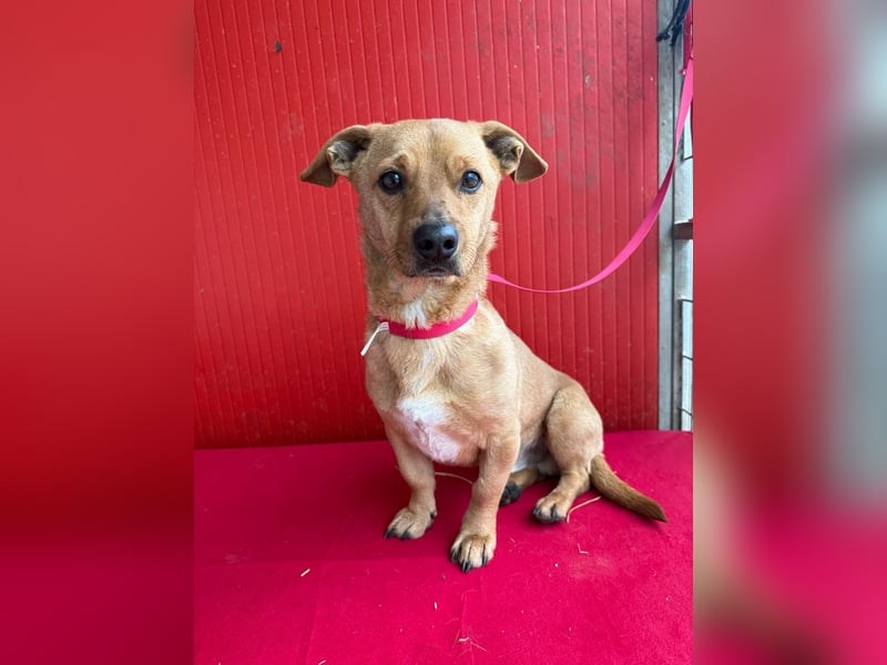 Fritz, Dackel-Mix, Rüde, geb. am 01.12.2021, 30 cm