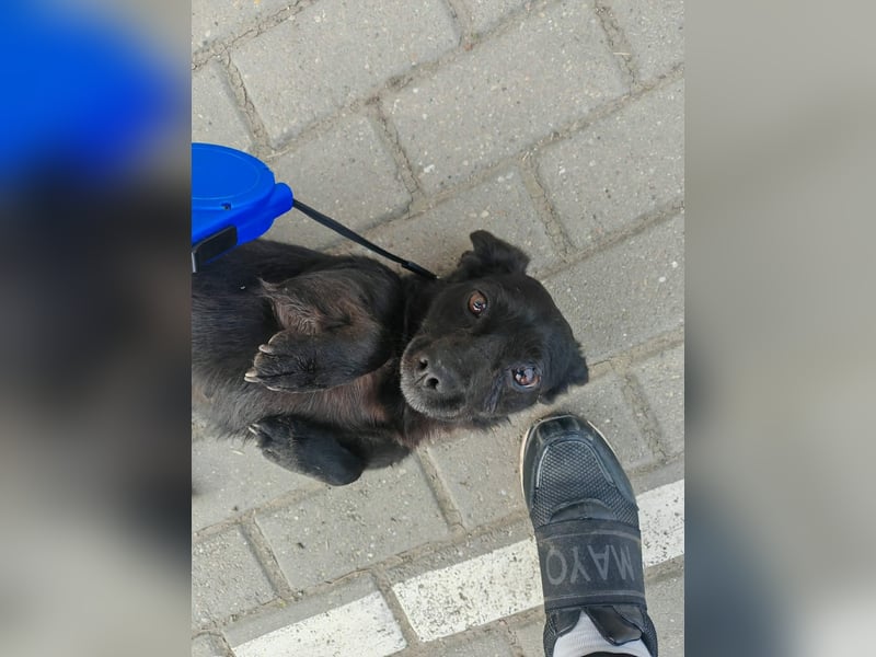 Greta, Dackel-Mix, Hündin, ca. 2 Jahre, ca. 30 cm