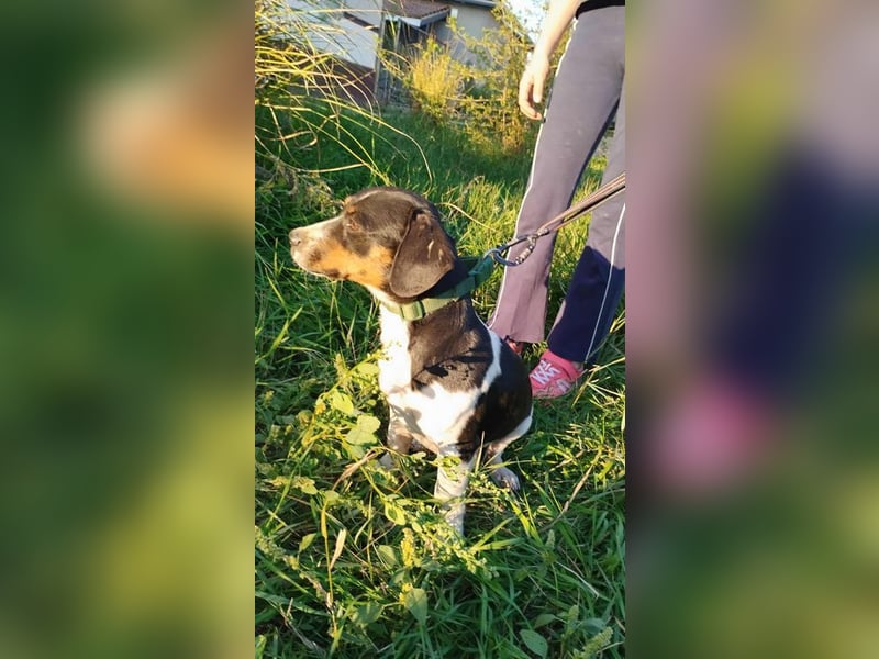 Jojo, Dackel-Mix, Rüde, geb. ca. 08.2024, 30 cm, 10 kg