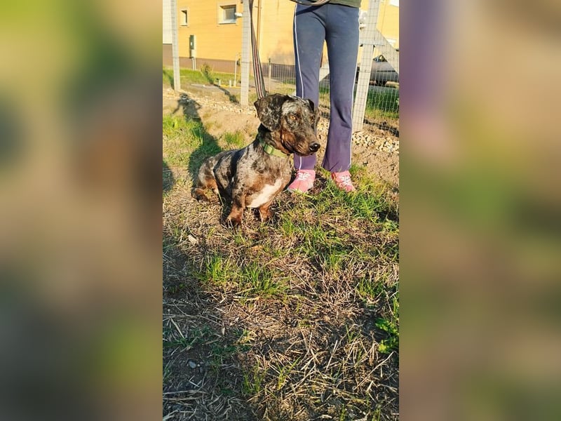 Merlin, Kurzhaardackel, Rüde, geb. ca. 10.2023, 26 cm, ca. 5,5 kg