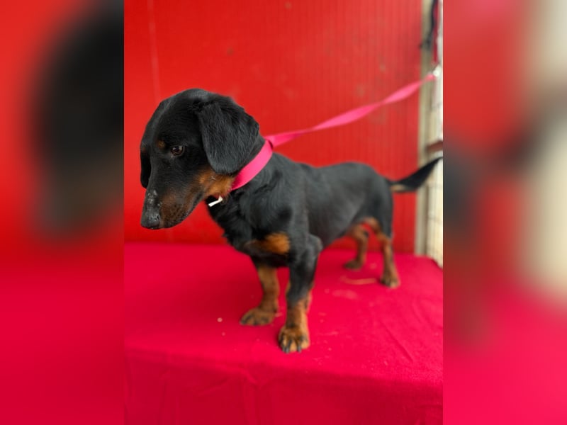 Ludopico, Dackel-Mix, Rüde, geb. am 10.01.2025, 30 cm
