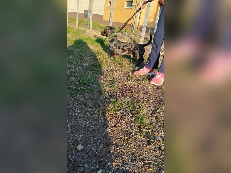 Merlin, Kurzhaardackel, Rüde, geb. ca. 10.2023, 26 cm, ca. 5,5 kg