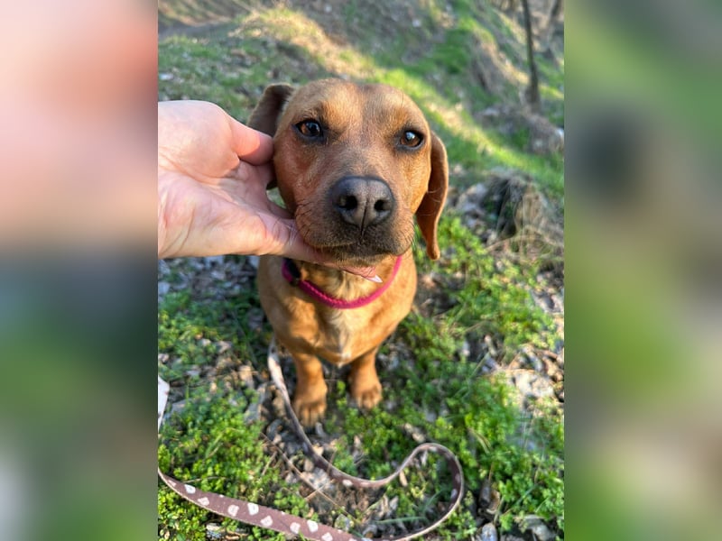 Samu, Dackel-Mix, Rüde, geb. am 10.06.2024, ca. 30 cm