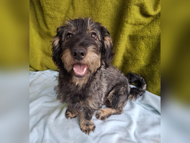 Rudo, Dackel-Mix, Rüde, ca. 1 Jahr, 32 cm, 9 kg