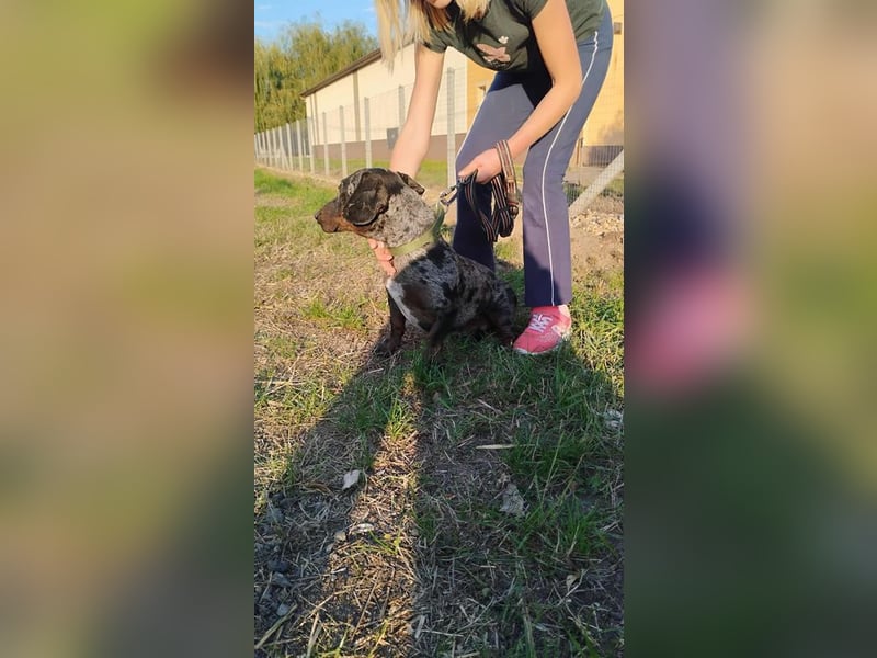 Merlin, Kurzhaardackel, Rüde, geb. ca. 10.2023, 26 cm, ca. 5,5 kg