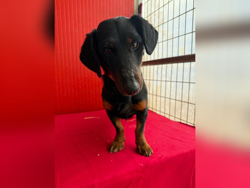 Ludopico, Dackel-Mix, Rüde, geb. am 10.01.2025, 30 cm