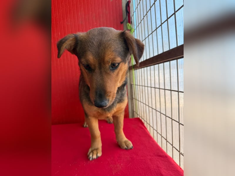 Emma, Dackel-Mix, Hündin, ca. 1 Jahr, 30 cm, 10 kg