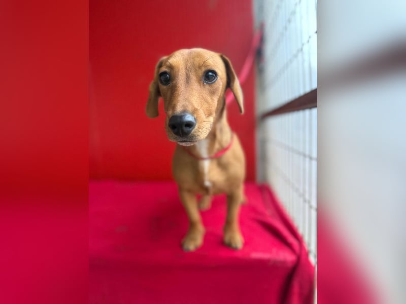 Sani, Dackel-Mix, Hündin, ca. 1 Jahr, ca. 30 cm