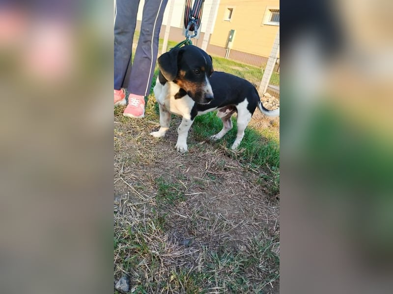 Jojo, Dackel-Mix, Rüde, geb. ca. 08.2024, 30 cm, 10 kg