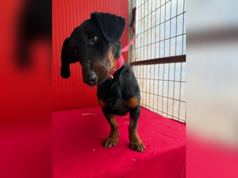 Ludopico, Dackel-Mix, Rüde, geb. am 10.01.2025, 30 cm