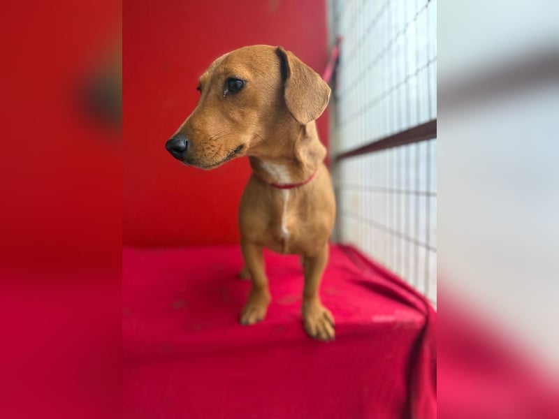 Sani, Dackel-Mix, Hündin, ca. 1 Jahr, ca. 30 cm