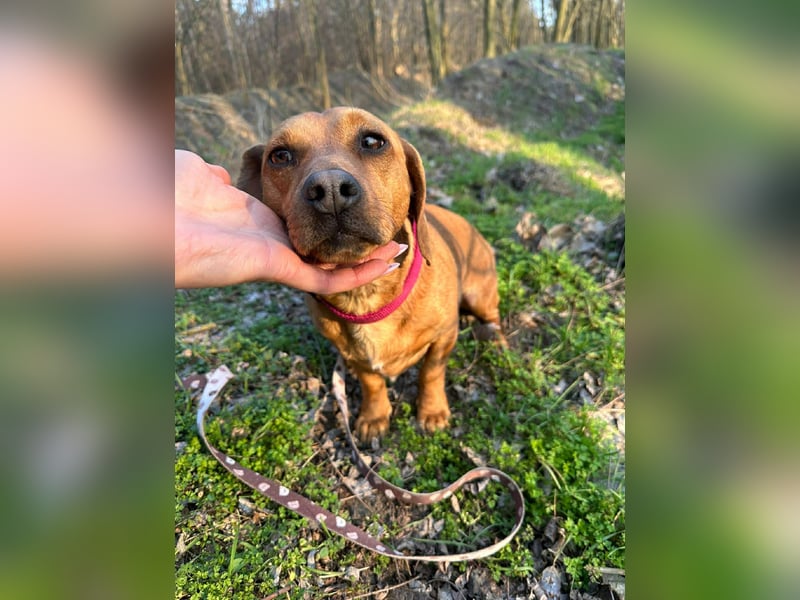 Samu, Dackel-Mix, Rüde, geb. am 10.06.2024, ca. 30 cm