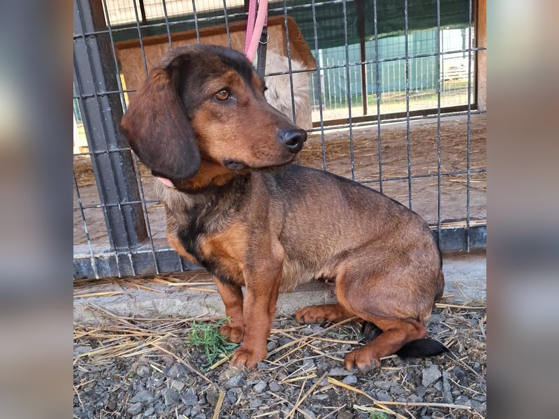 Mia, Alpen-Dackel-Mix, Hündin, geb. am 01.08.2023, 30 cm, 12 kg