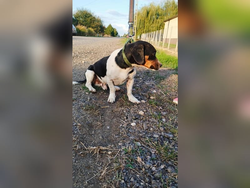 Jojo, Dackel-Mix, Rüde, geb. ca. 08.2024, 30 cm, 10 kg