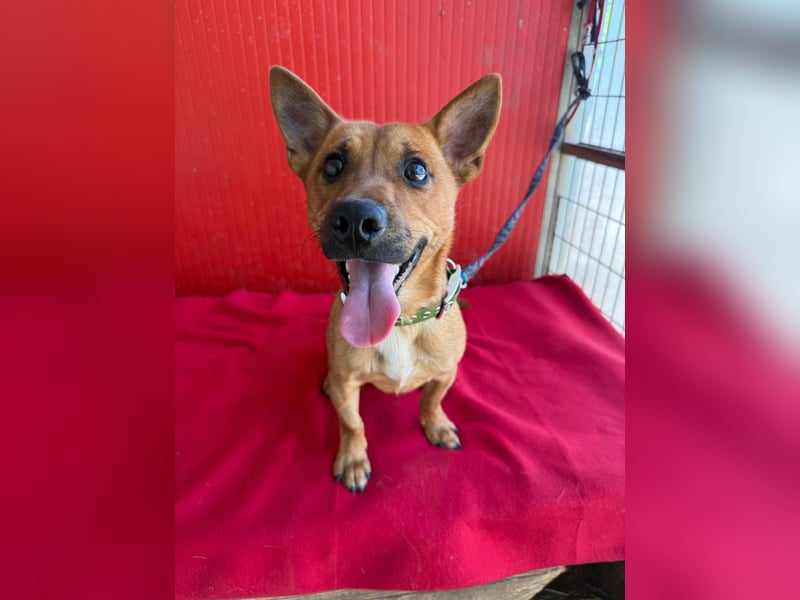 Robi, Dackel-Mix, Rüde, ca. 1 Jahr, ca. 30 cm, 7 kg