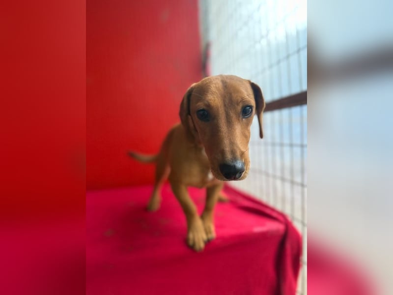 Sani, Dackel-Mix, Hündin, ca. 1 Jahr, ca. 30 cm