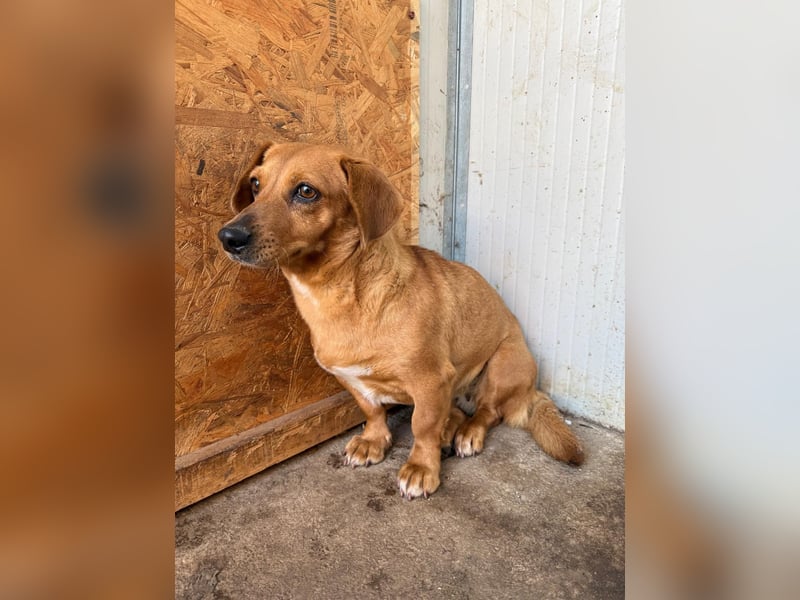 Barbie, Dackel-Mix, Hündin, geb. am 23.12.2023, 30 cm