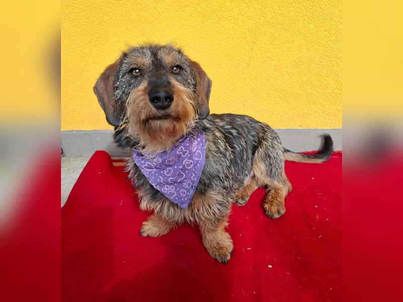 Morris, Dackel-Mix, Rüde, ca. 1 Jahr, 34 cm, 12 kg