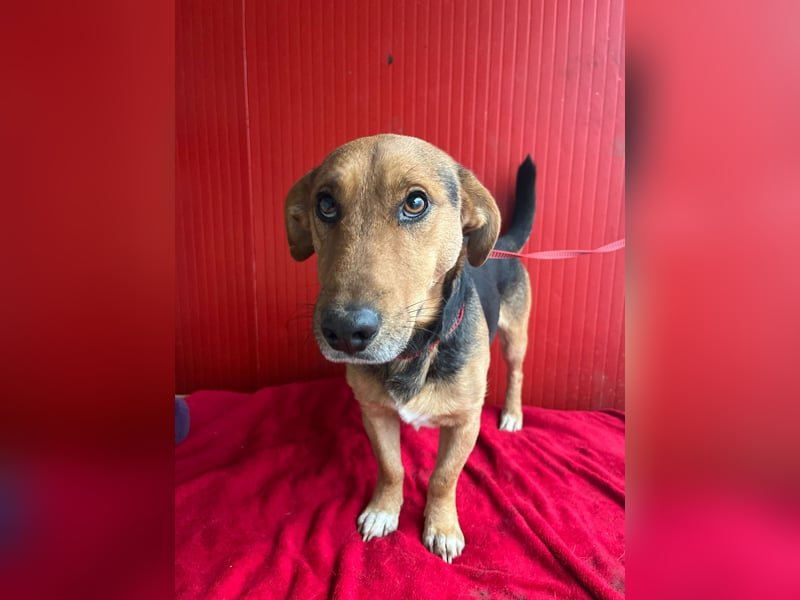 Benji, Dackel-Mix, Rüde, geb. am 18.12.2023, 32 cm