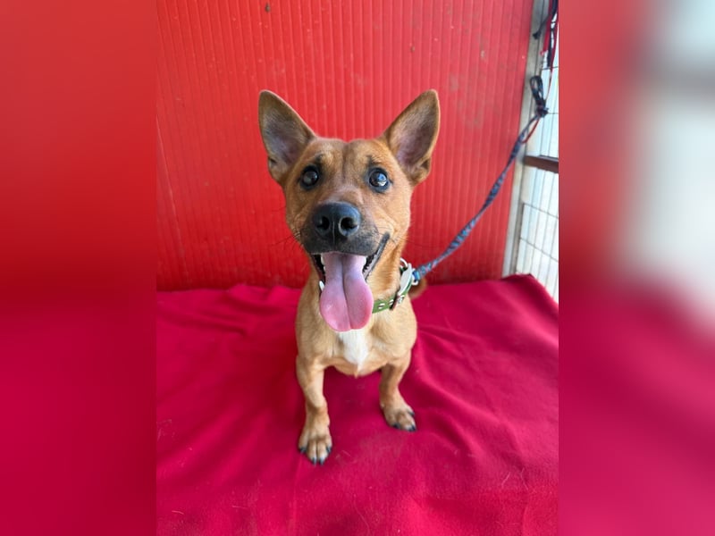 Robi, Dackel-Mix, Rüde, ca. 1 Jahr, ca. 30 cm, 7 kg